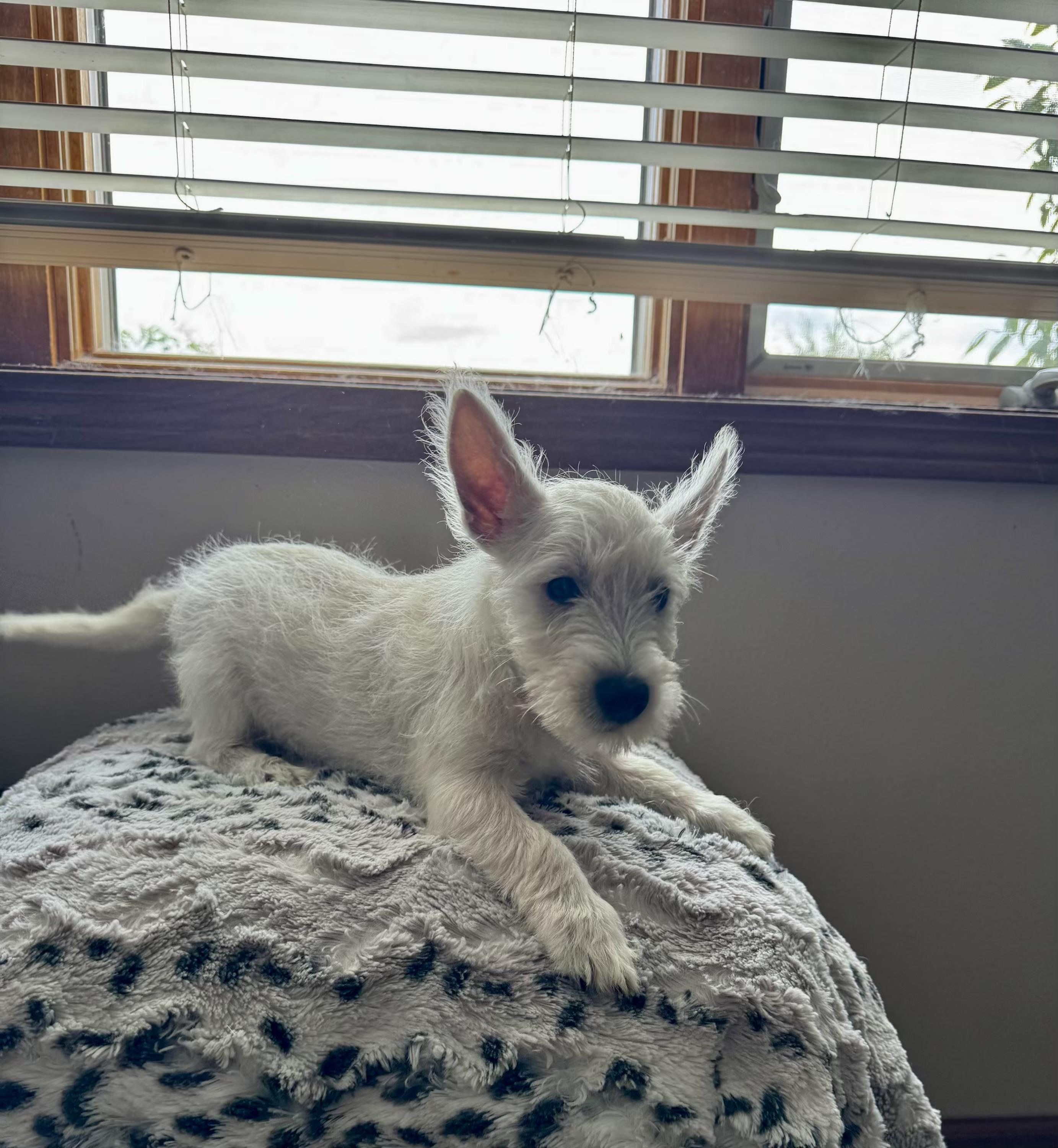 Remy, a ADOPTABLE West Highland White Terrier / Westie in North Freedom, WI image 2/2