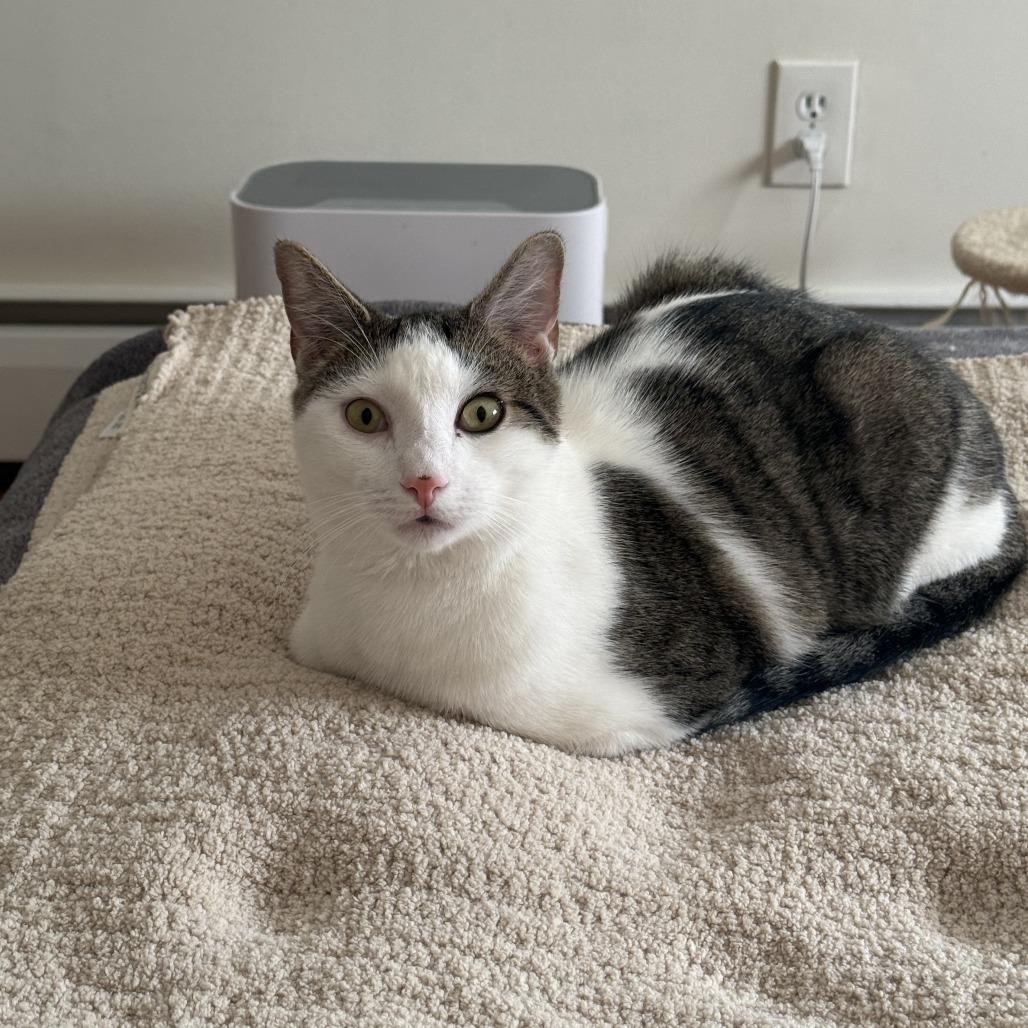 Enlarge Bennett, a Adoptable Domestic Medium Hair in Middle Village, NY image 1/5