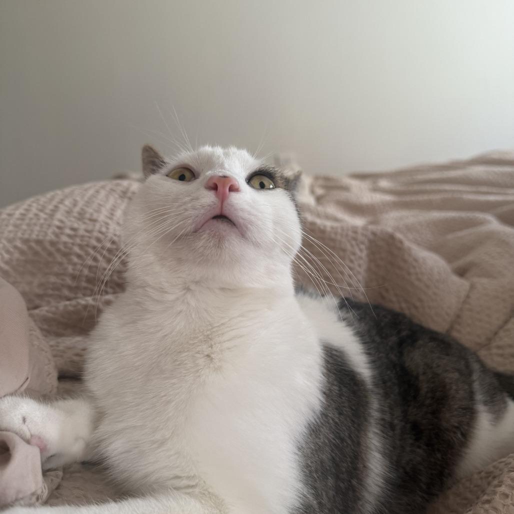 Enlarge Bennett, a Adoptable Domestic Medium Hair in Middle Village, NY image 2/5