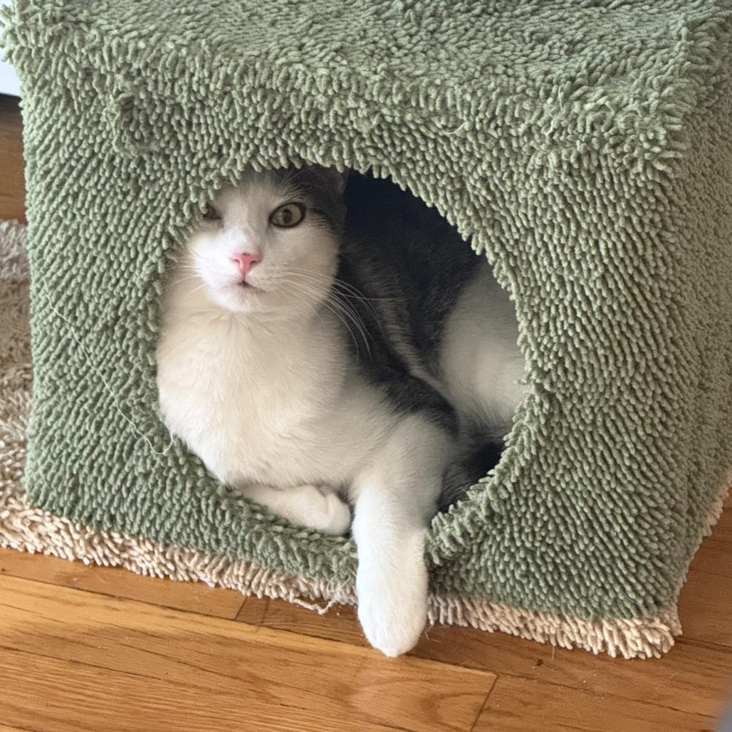 Enlarge Bennett, a Adoptable Domestic Medium Hair in Middle Village, NY image 3/5