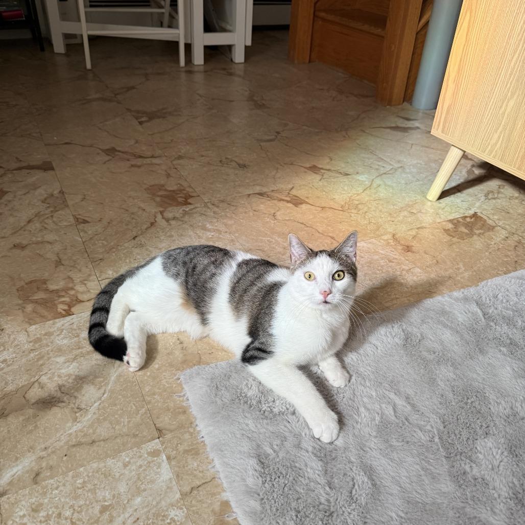 Enlarge Bennett, a Adoptable Domestic Medium Hair in Middle Village, NY image 4/5