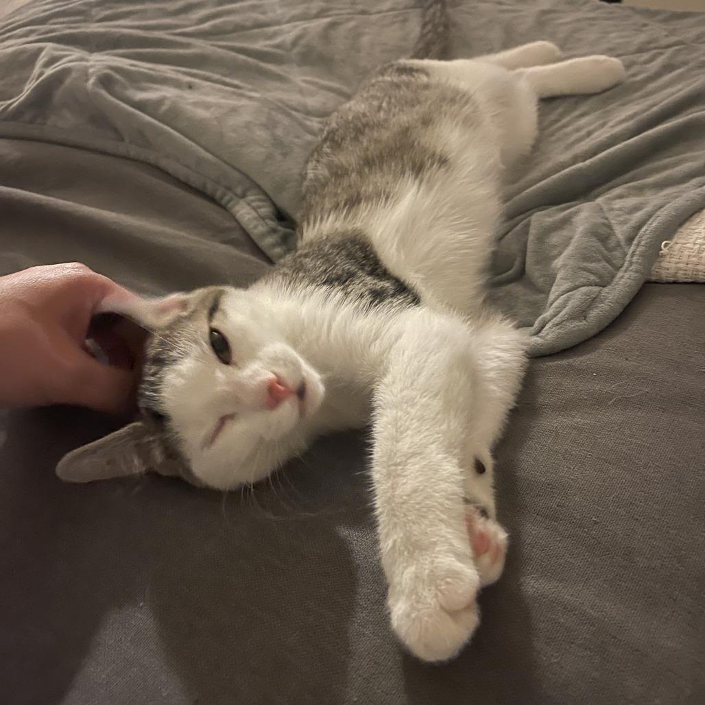 Enlarge Bennett, a Adoptable Domestic Medium Hair in Middle Village, NY image 5/5