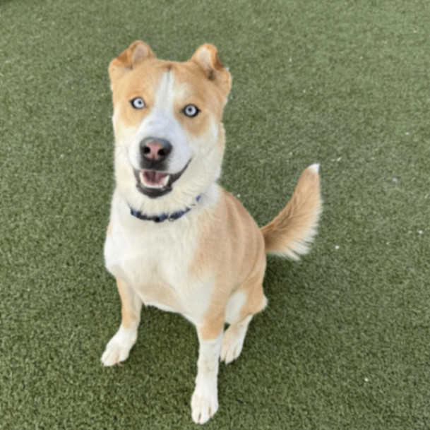 Ezra, an adopted Mixed Breed in Cape Girardeau, MO_image-1