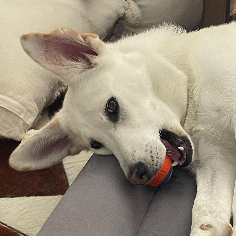 Enlarge Autumn, a Adoptable mixed breed in Oakville, ON image 2/6