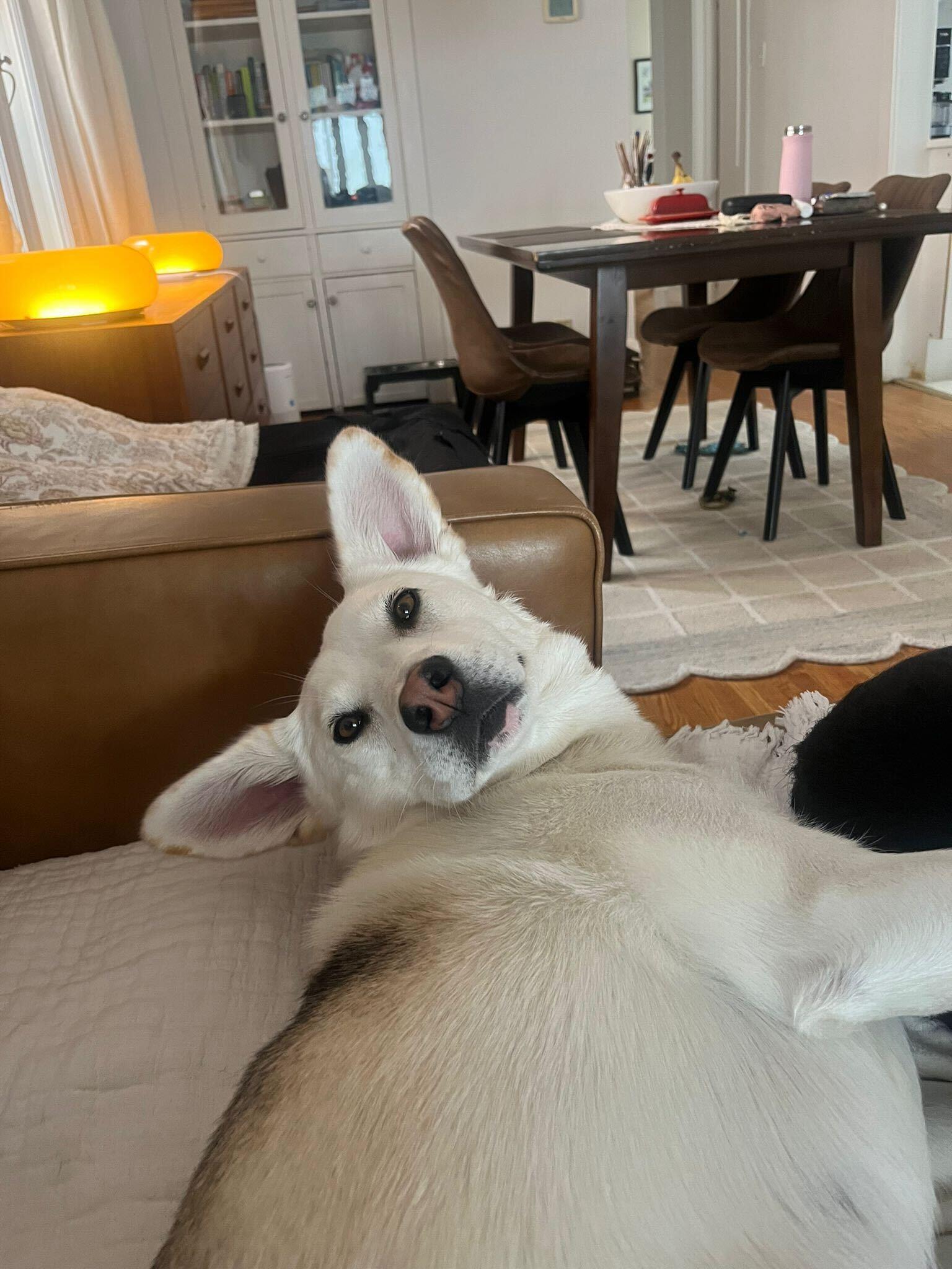 Enlarge Autumn, a Adoptable mixed breed in Oakville, ON image 4/6