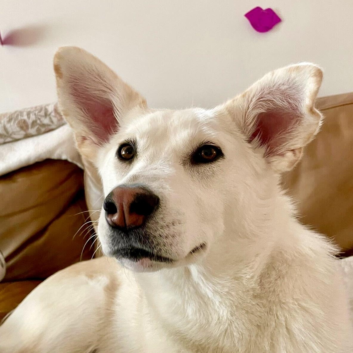 Enlarge Autumn, a Adoptable mixed breed in Oakville, ON image 1/6