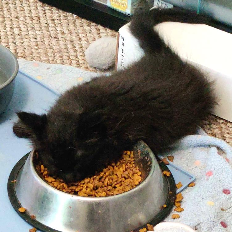 Carina, a ADOPTABLE Domestic Medium Hair in Long Beach, WA image 5/6