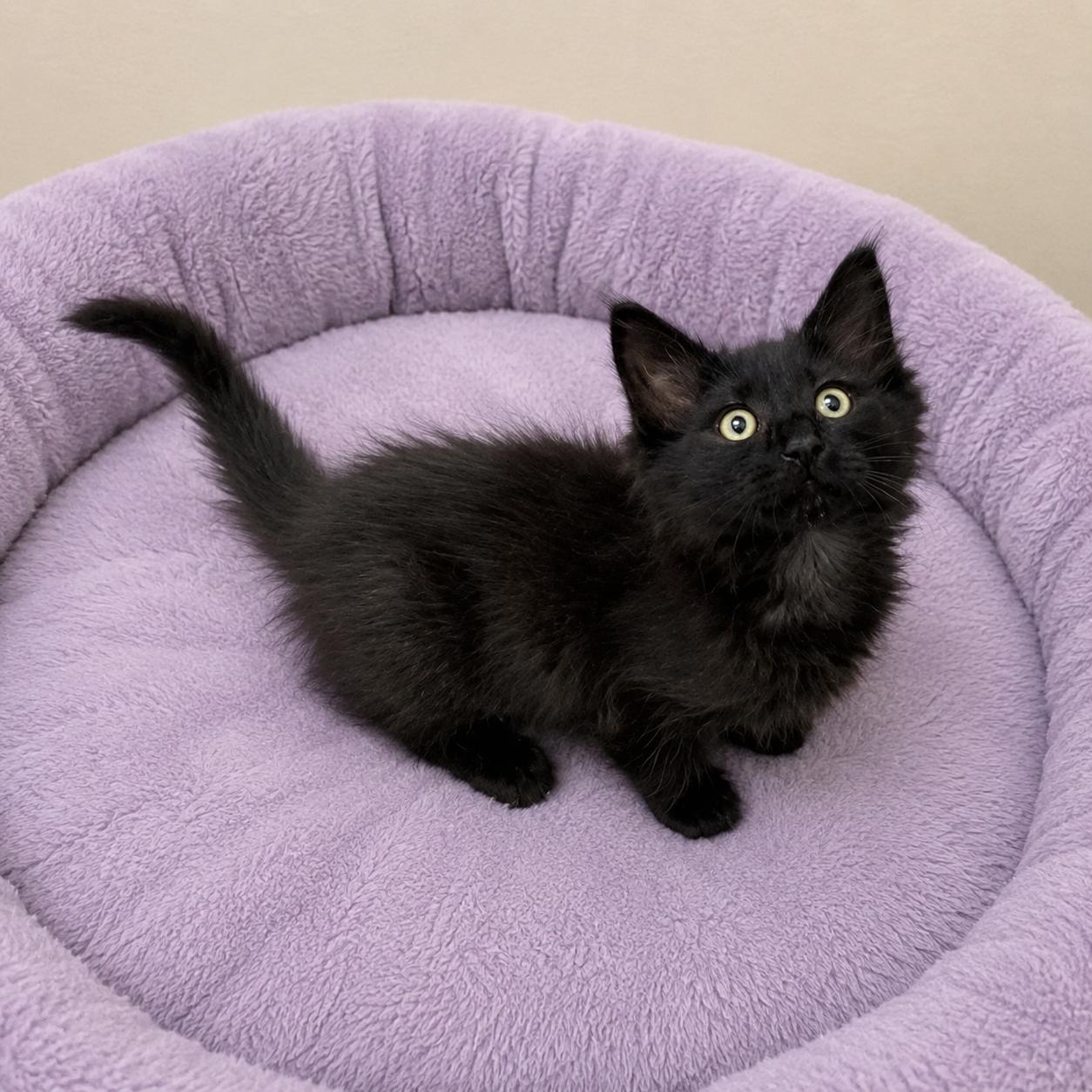 Carina, a ADOPTABLE Domestic Medium Hair in Long Beach, WA image 4/6