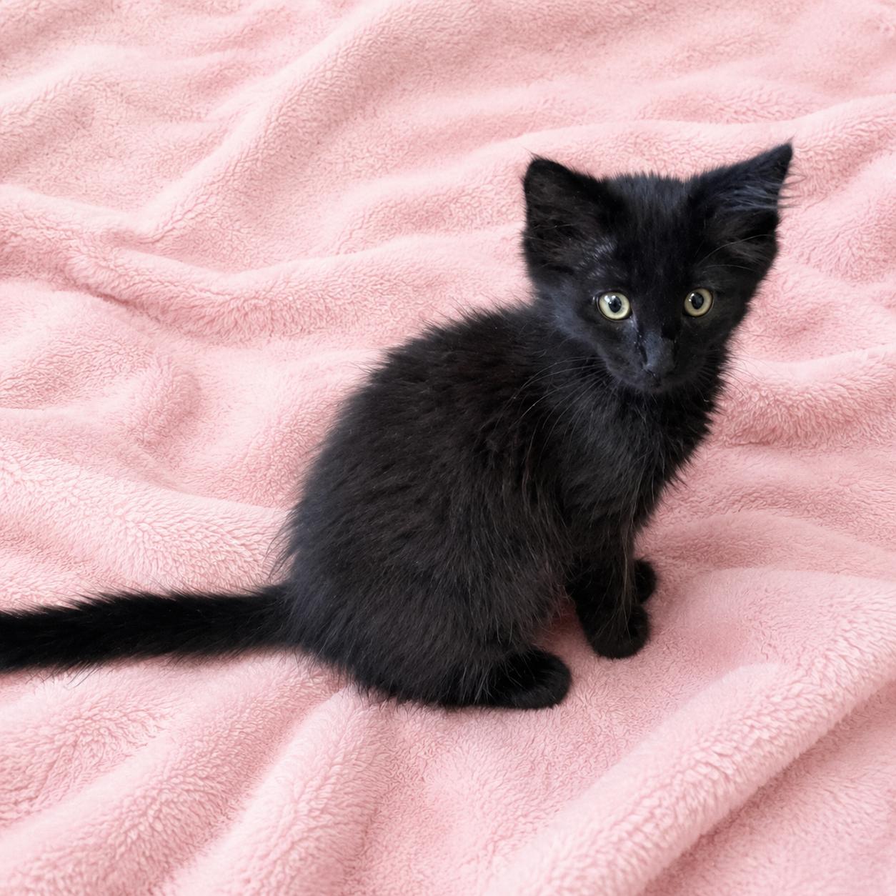 Carina, a ADOPTABLE Domestic Medium Hair in Long Beach, WA image 6/6