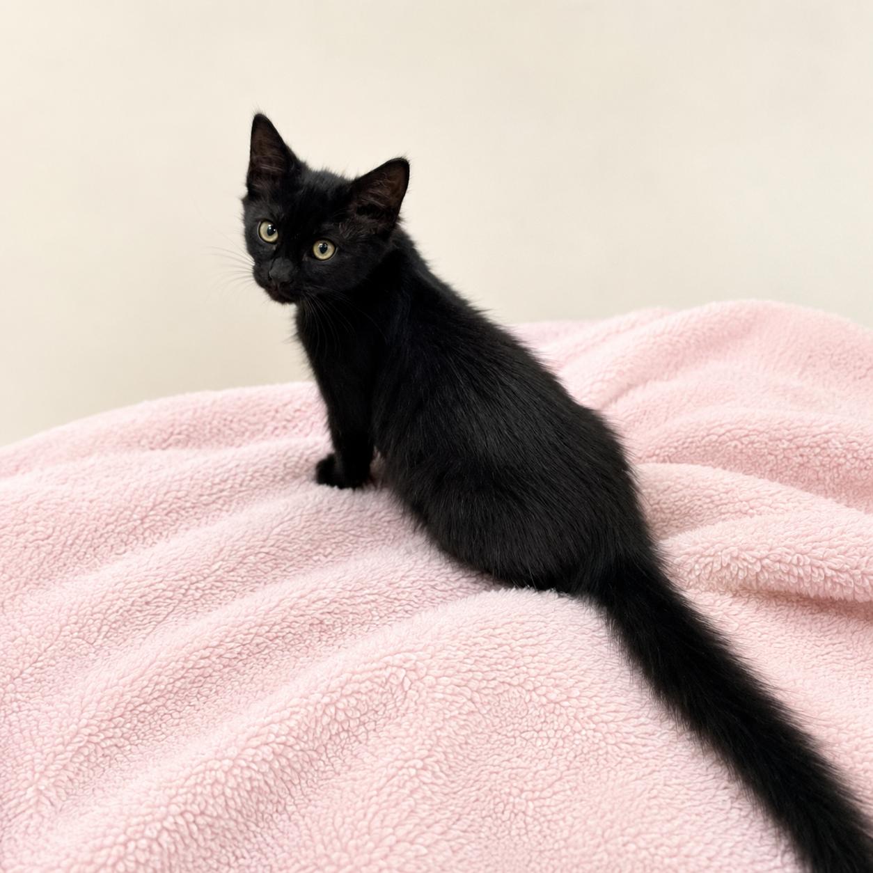 Carina, ADOPTABLE, Kitten Female Domestic Medium Hair.