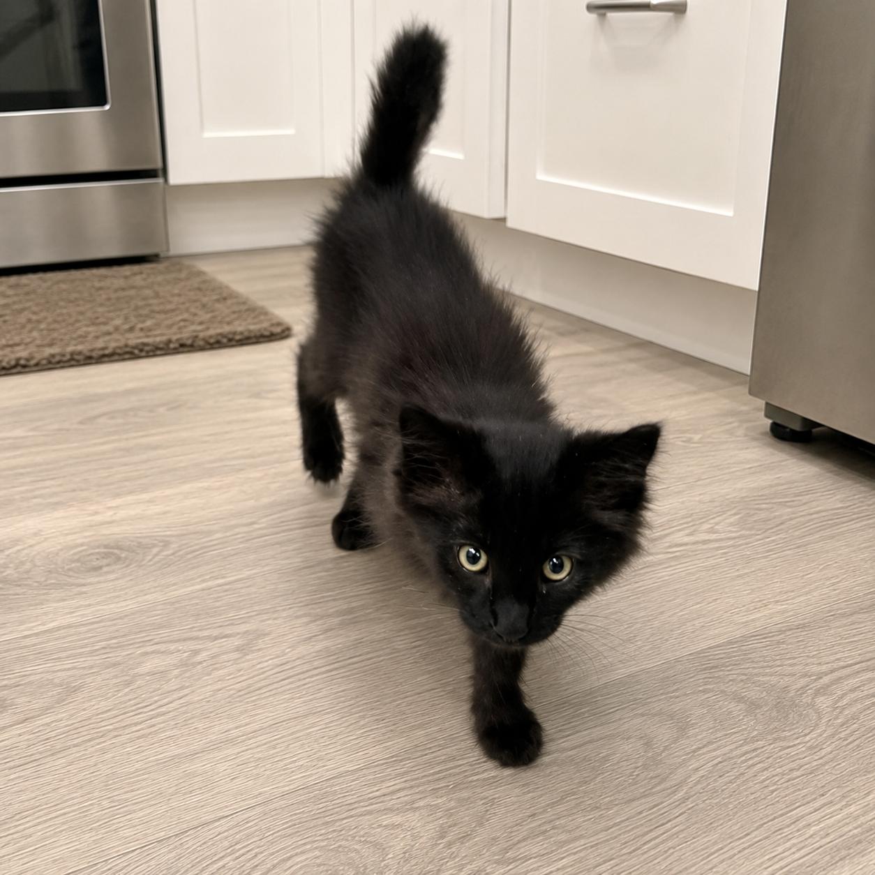 Carina, a ADOPTABLE Domestic Medium Hair in Long Beach, WA image 2/6