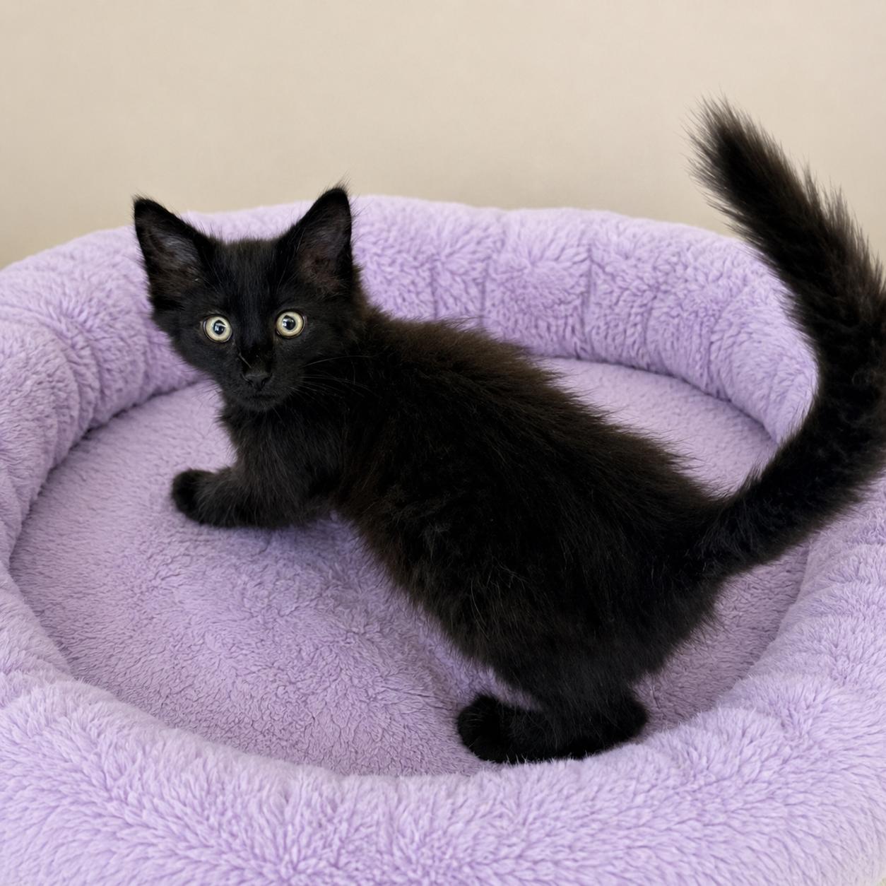 Carina, a ADOPTABLE Domestic Medium Hair in Long Beach, WA image 3/6