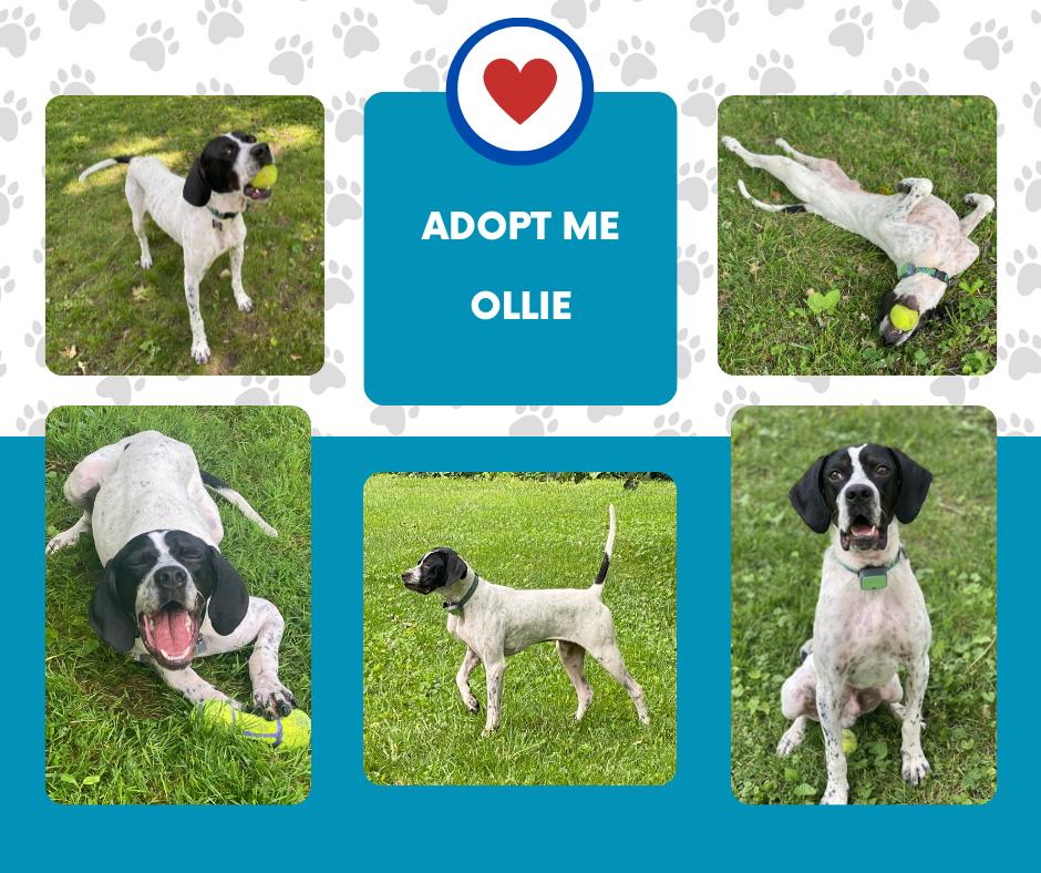 Enlarge Ollie (IL), a Adoptable English Pointer in Bridgeton, NJ image 1/1