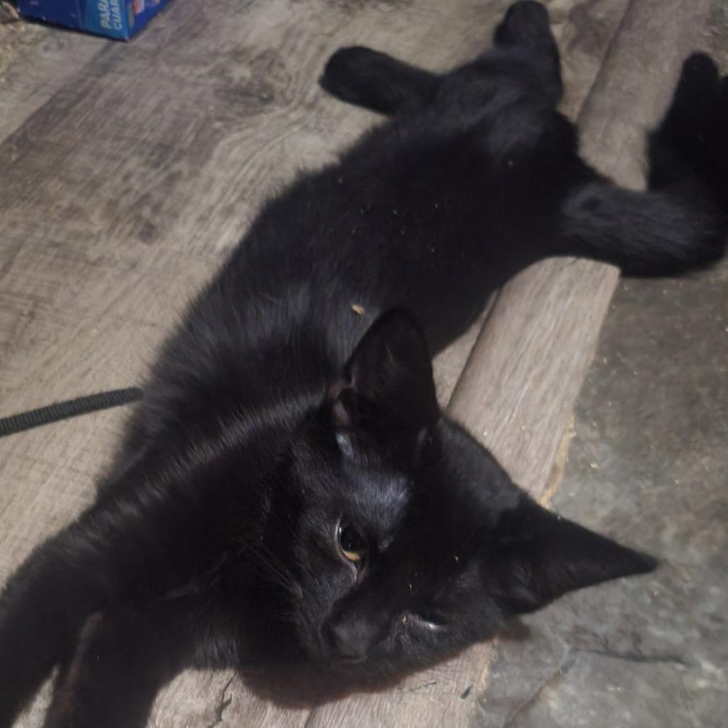 F-Spade, Adoptable, Young Male Domestic Short Hair & Domestic Short Hair.