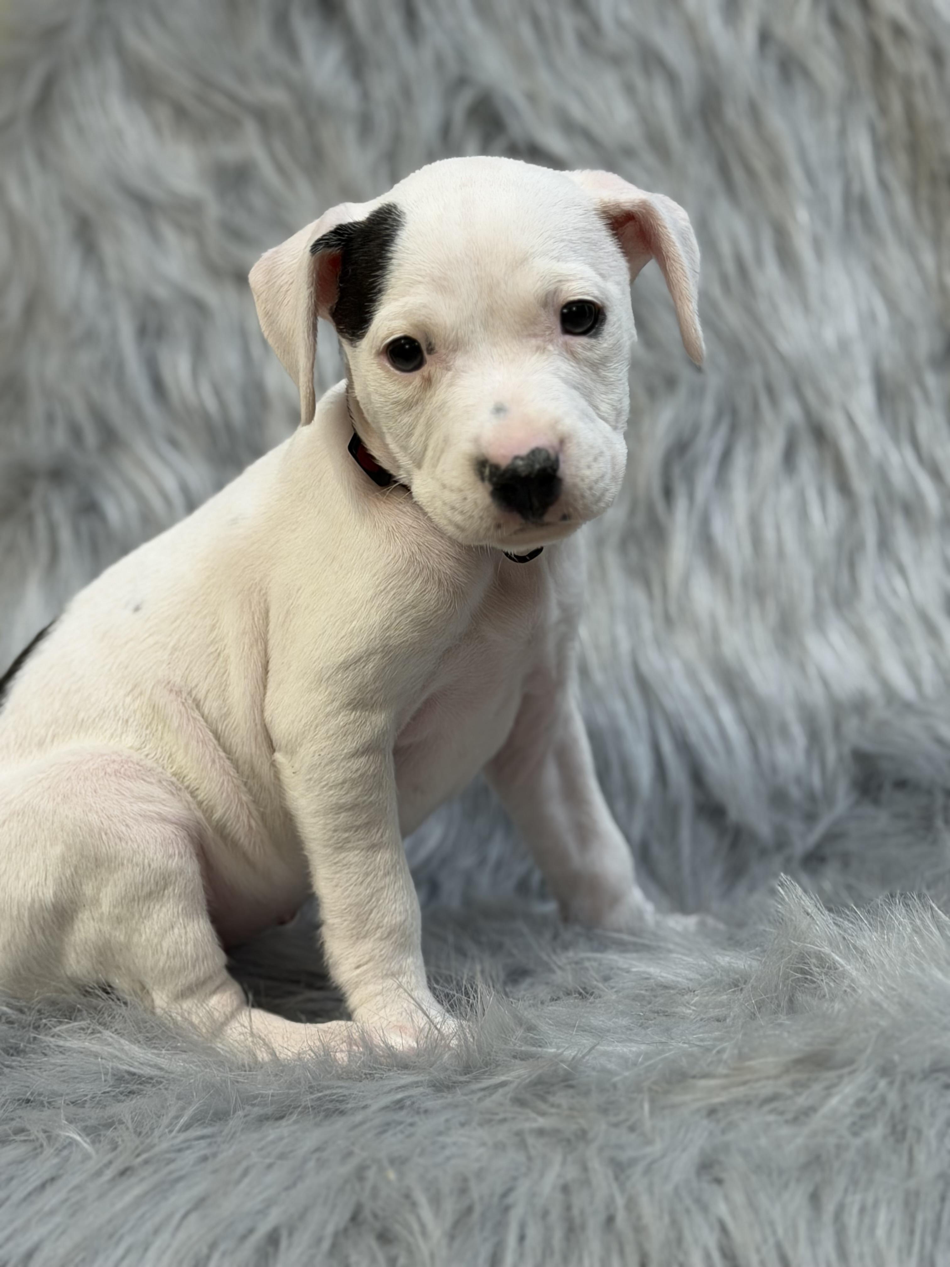 Ella, adopted, Puppy Female Pit Bull Terrier.