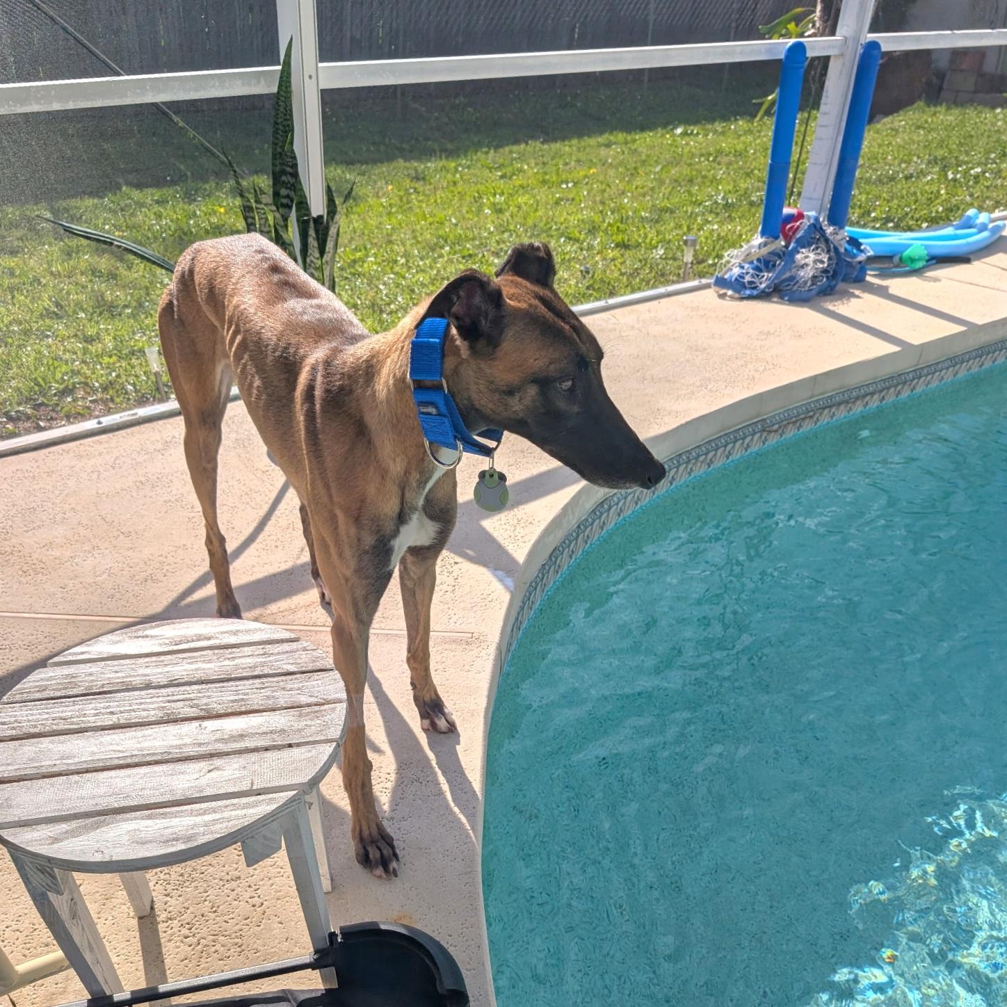 Imark Gantu (Sable), Adopted, Young Female Greyhound.