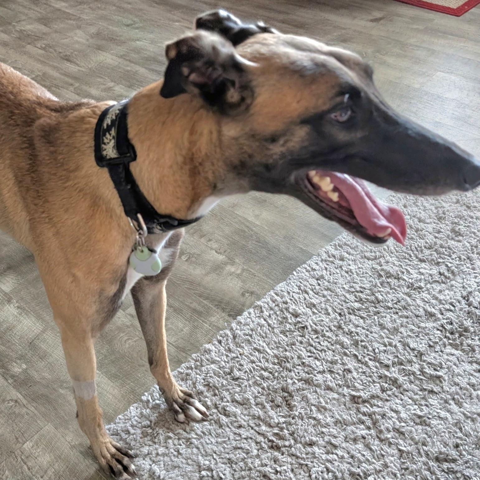 Imark Gantu (Sable), a Adopted Greyhound in Tarpon Springs, FL image 2/5