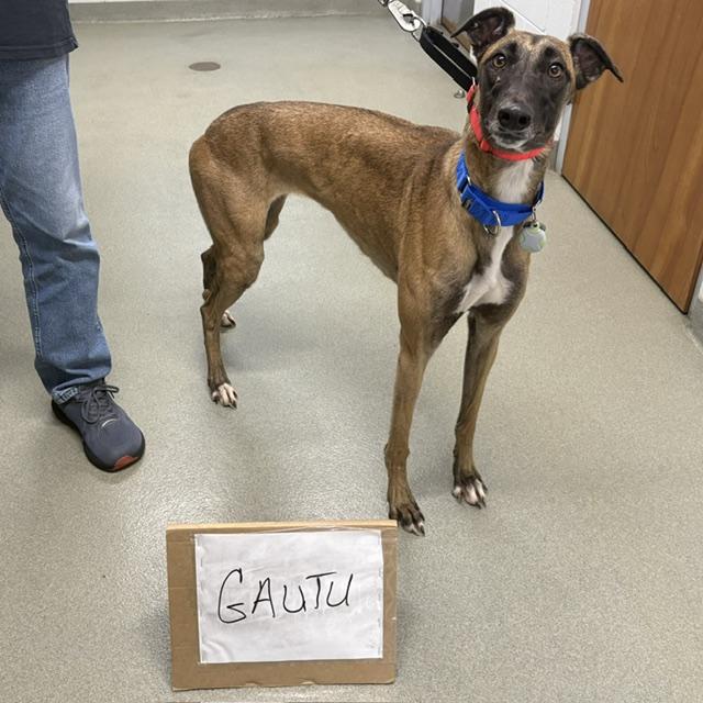 Imark Gantu (Sable), a Adopted Greyhound in Tarpon Springs, FL image 3/5