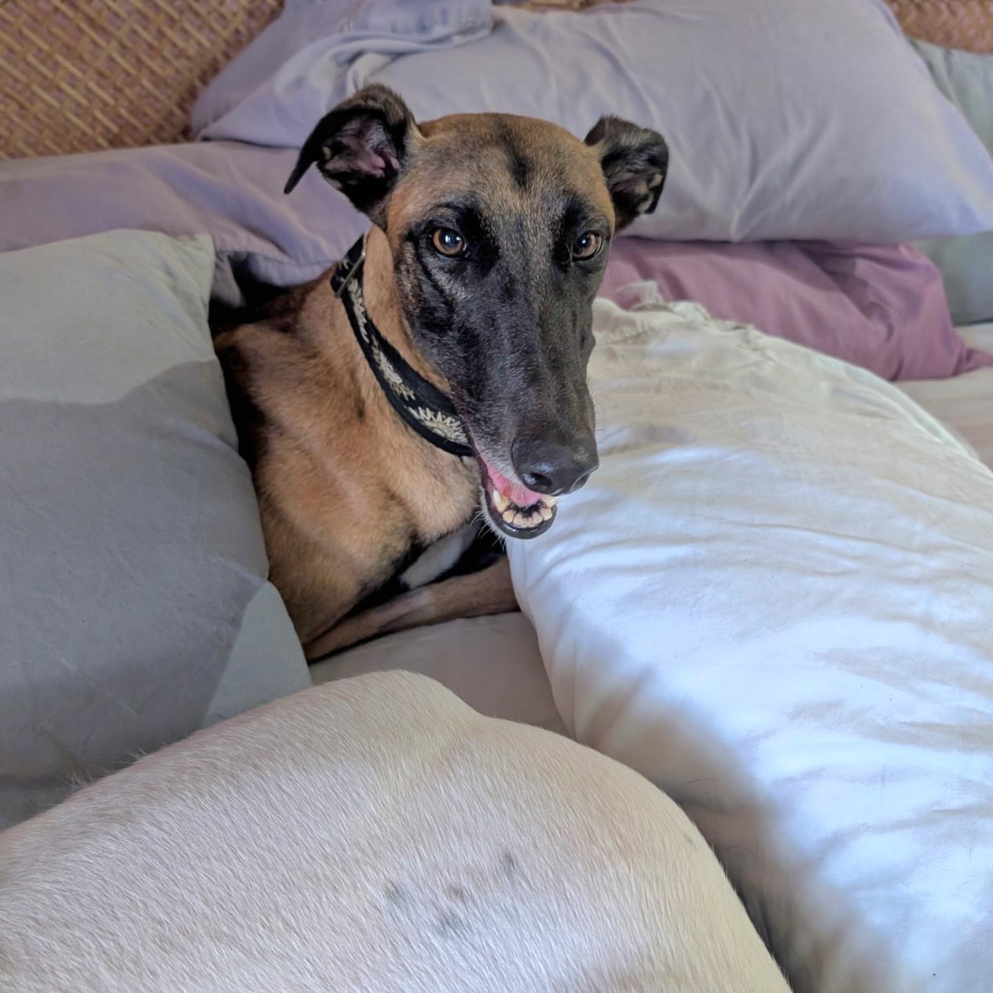 Imark Gantu (Sable), a Adopted Greyhound in Tarpon Springs, FL image 5/5