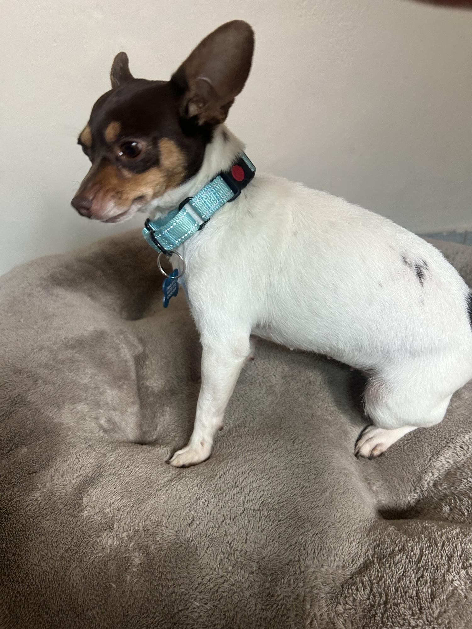 Enlarge Bonnie, a Adopted Chihuahua in San Ysidro, CA image 3/4