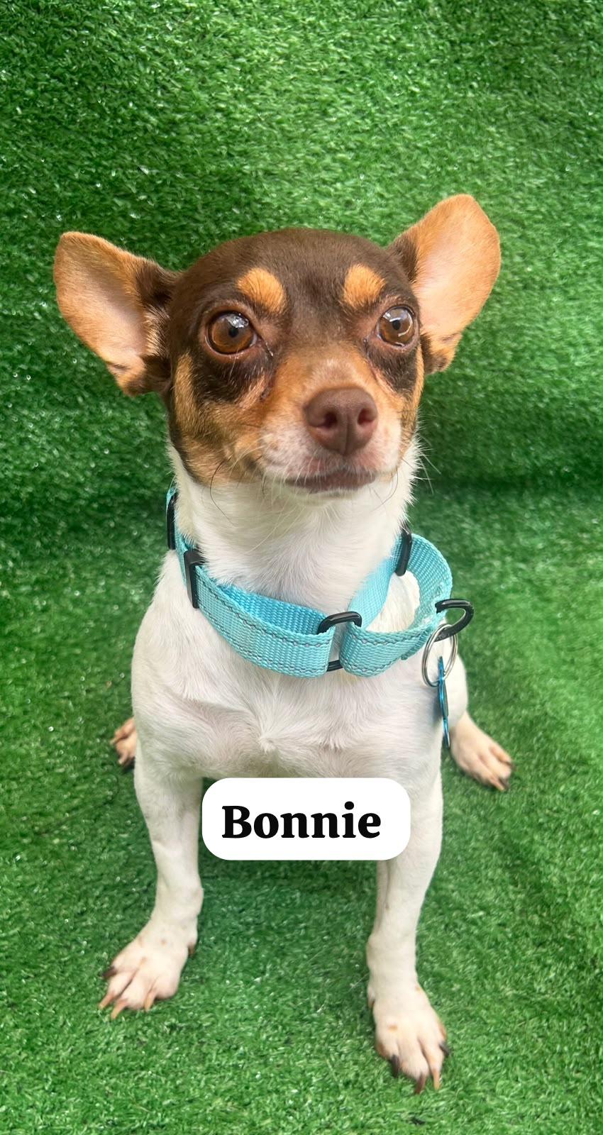 Enlarge Bonnie, a Adopted Chihuahua in San Ysidro, CA image 1/4
