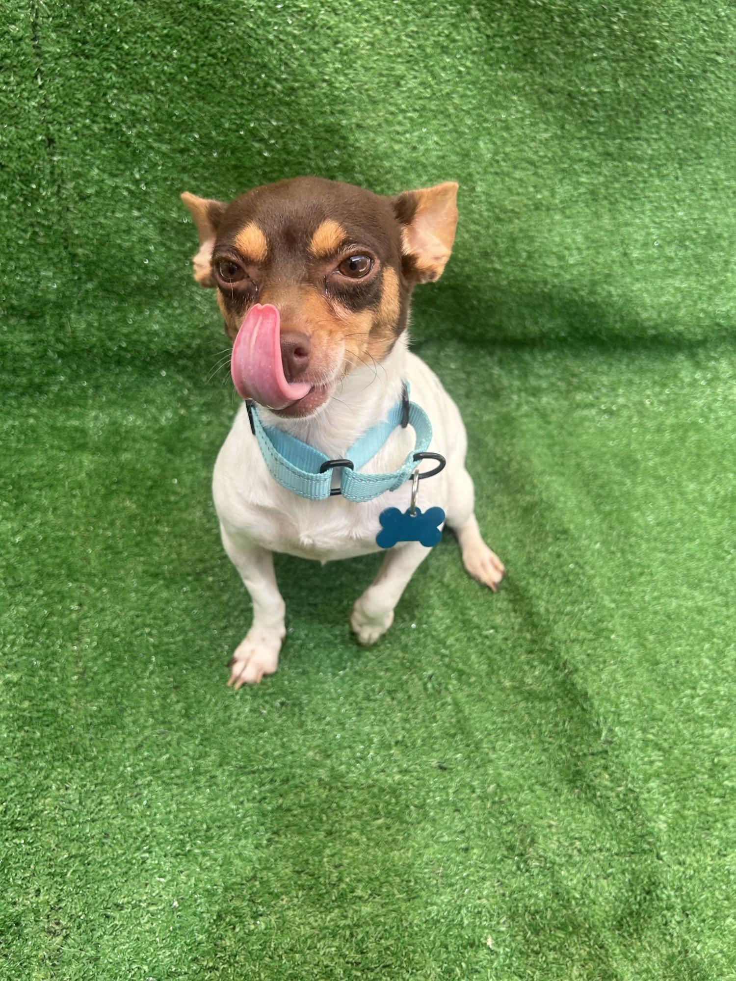Enlarge Bonnie, a Adopted Chihuahua in San Ysidro, CA image 2/4