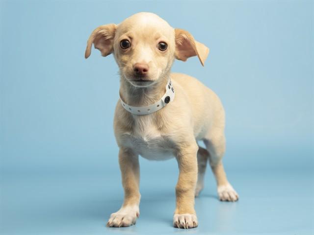 BENNY, Adoptable, Puppy Male Cairn Terrier & Mixed Breed.