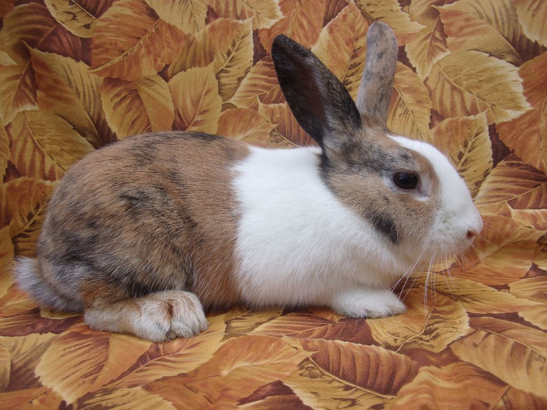 Cindy, a Adoptable Dutch in Goleta, CA image 1/3