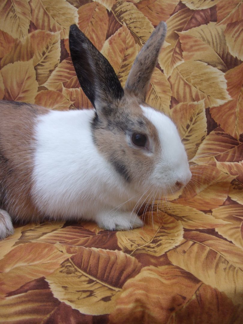 Cindy, a Adoptable Dutch in Goleta, CA image 2/3