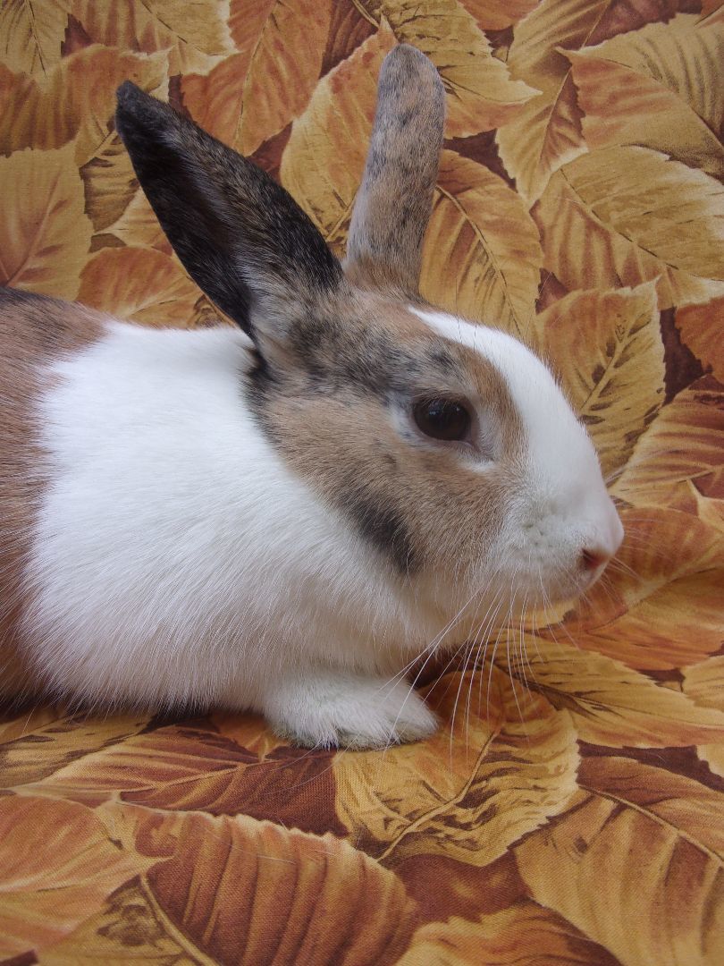 Cindy, a Adoptable Dutch in Goleta, CA image 3/3