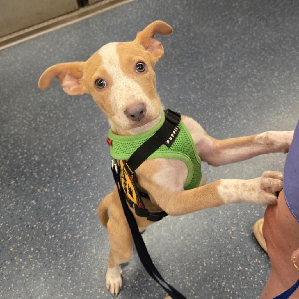 Isabella, Adopted, Puppy Female Boxer & Mixed Breed.
