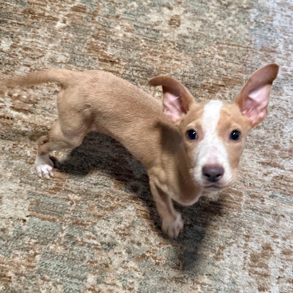Enlarge Isabella, a Adopted mixed breed in Jersey City, NJ image 3/6