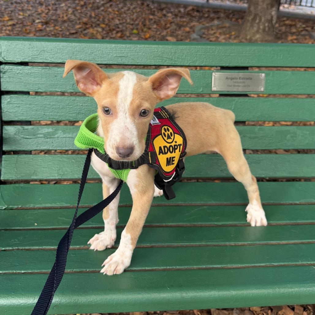 Enlarge Isabella, a Adopted mixed breed in Jersey City, NJ image 4/6