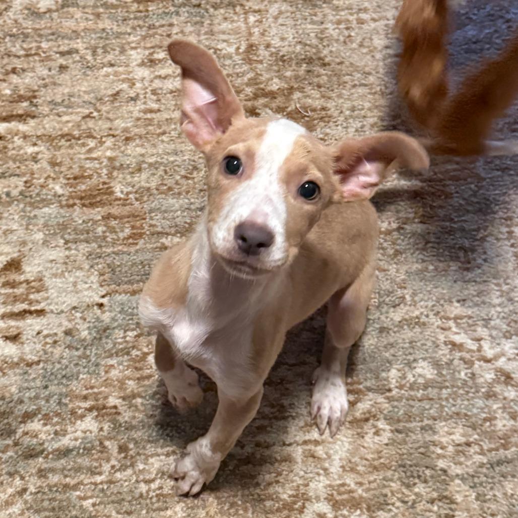 Enlarge Isabella, a Adopted mixed breed in Jersey City, NJ image 6/6