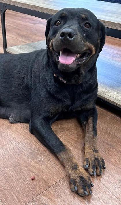 Enlarge Pink, a Adoptable mixed breed in Savannah, GA image 2/2