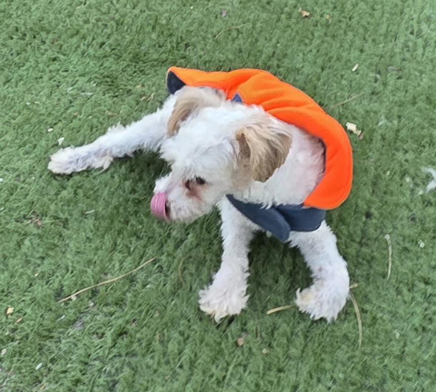 Enlarge Rene, a ADOPTABLE Maltipoo in Fallbrook, CA image 5/6