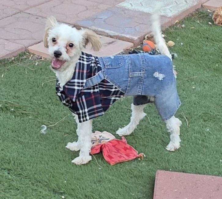 Rene, ADOPTABLE, Young Male Maltipoo.