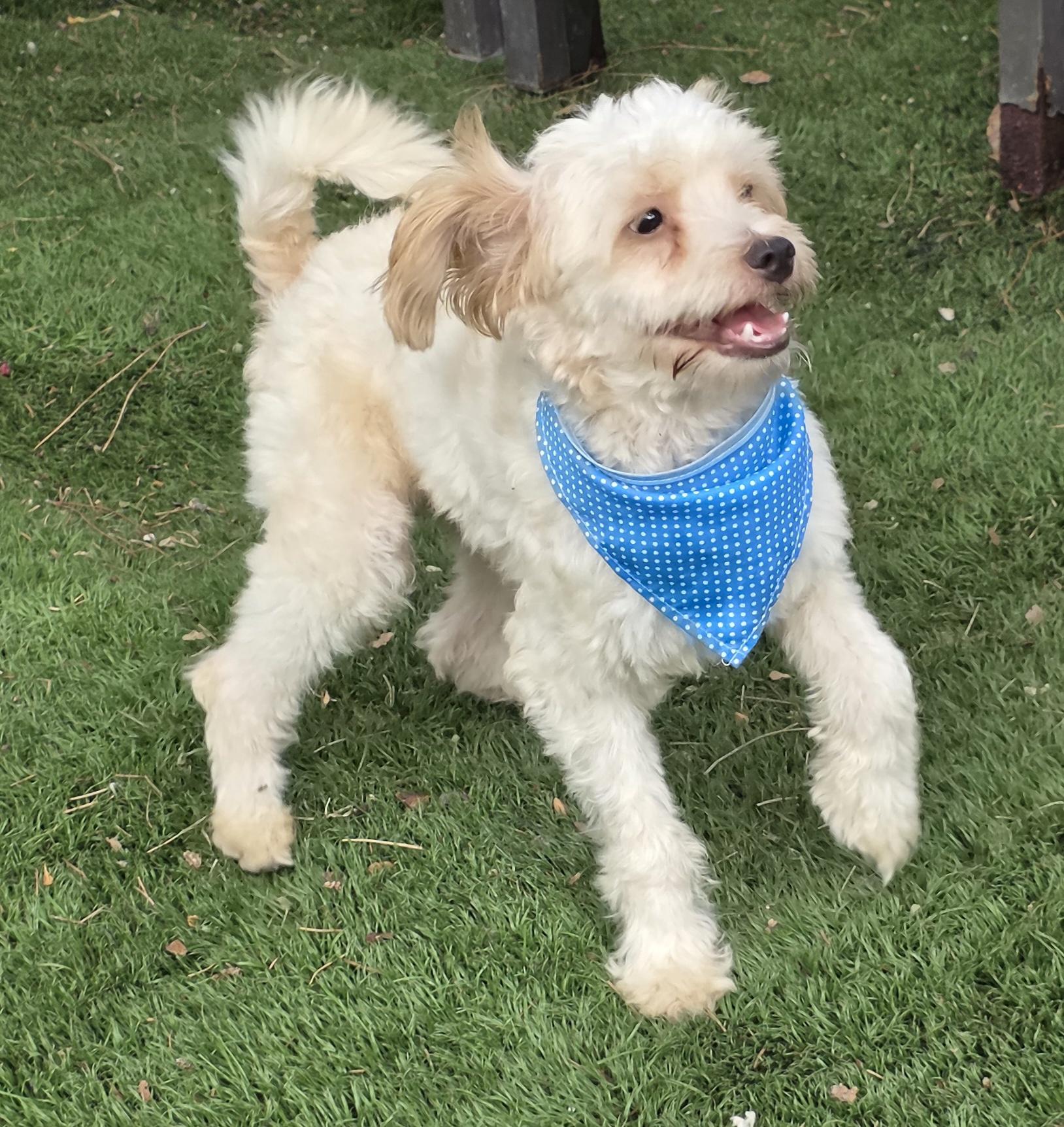 Enlarge Rene, a Adopted Maltipoo in Fallbrook, CA image 4/6