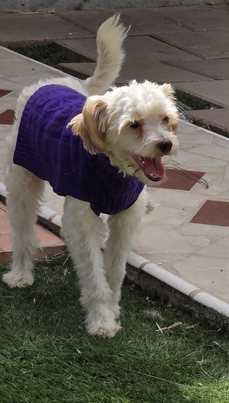 Enlarge Rene, a Adopted Maltipoo in Fallbrook, CA image 6/6