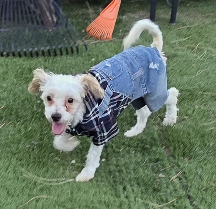 Enlarge Rene, a ADOPTABLE Maltipoo in Fallbrook, CA image 3/6