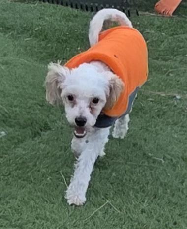Enlarge Rene, a ADOPTABLE Maltipoo in Fallbrook, CA image 4/6