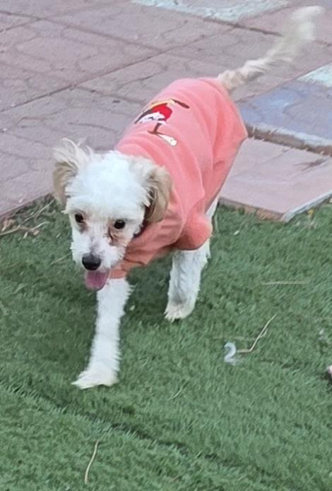 Enlarge Rene, a ADOPTABLE Maltipoo in Fallbrook, CA image 6/6