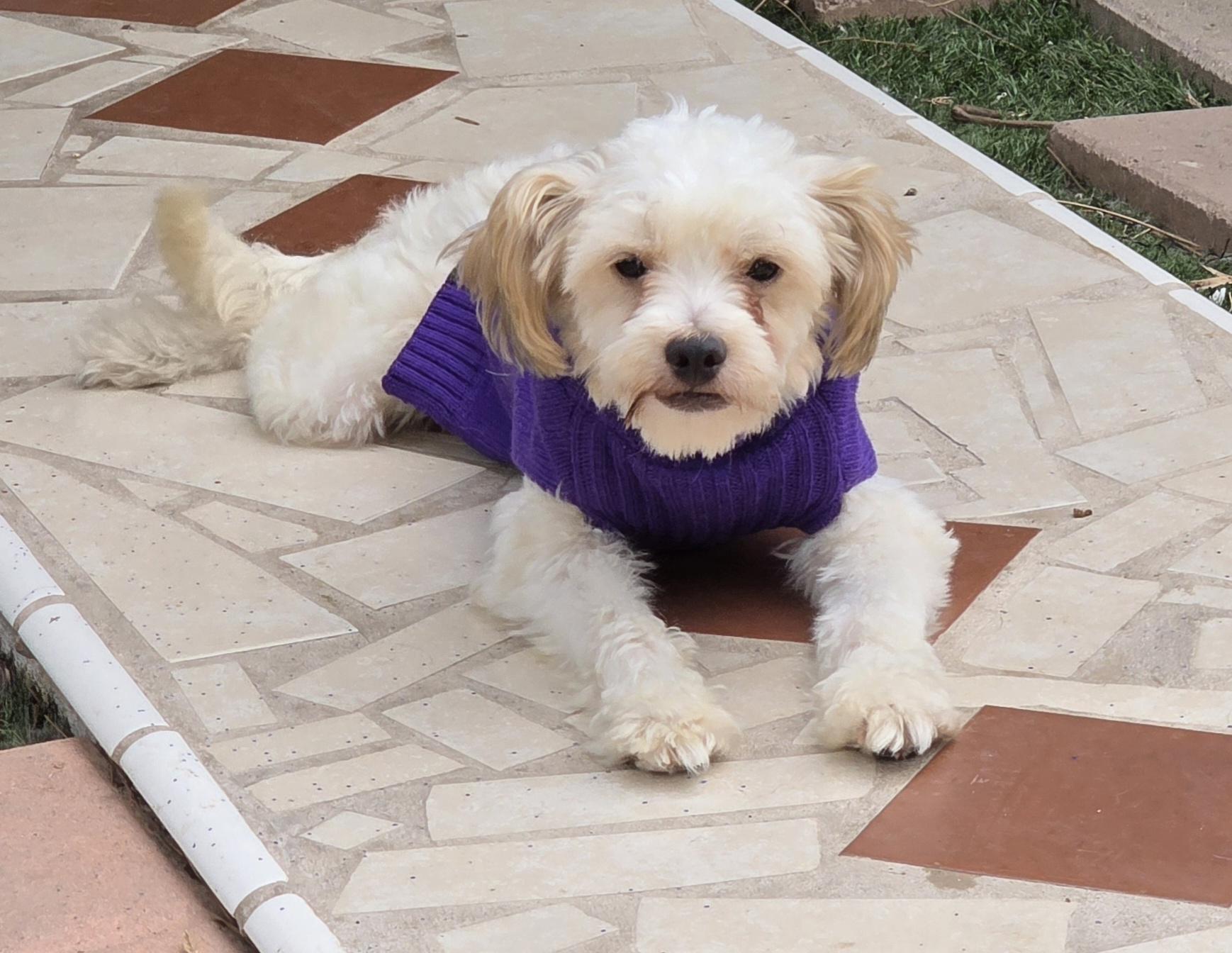 Enlarge Rene, a Adopted Maltipoo in Fallbrook, CA image 5/6