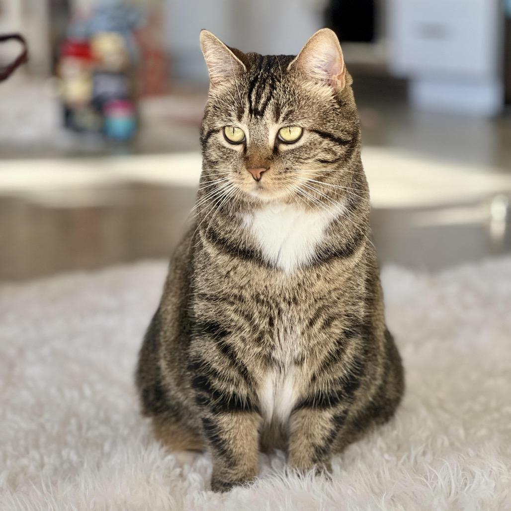 Enlarge Kitty, Queen of Sass, a Adoptable Domestic Short Hair in Juno Beach, FL image 1/5