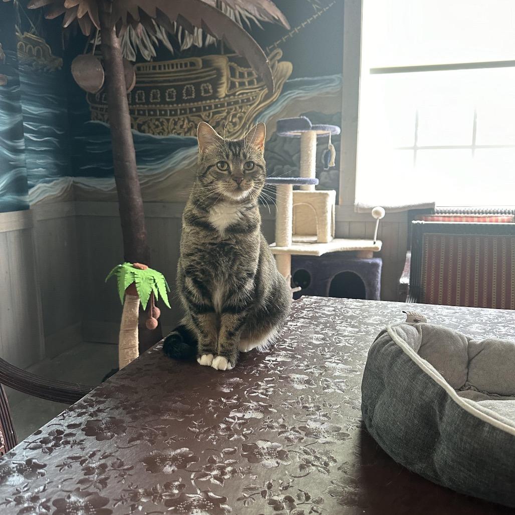 Enlarge Kitty, Queen of Sass, a Adoptable Domestic Short Hair in Juno Beach, FL image 2/5