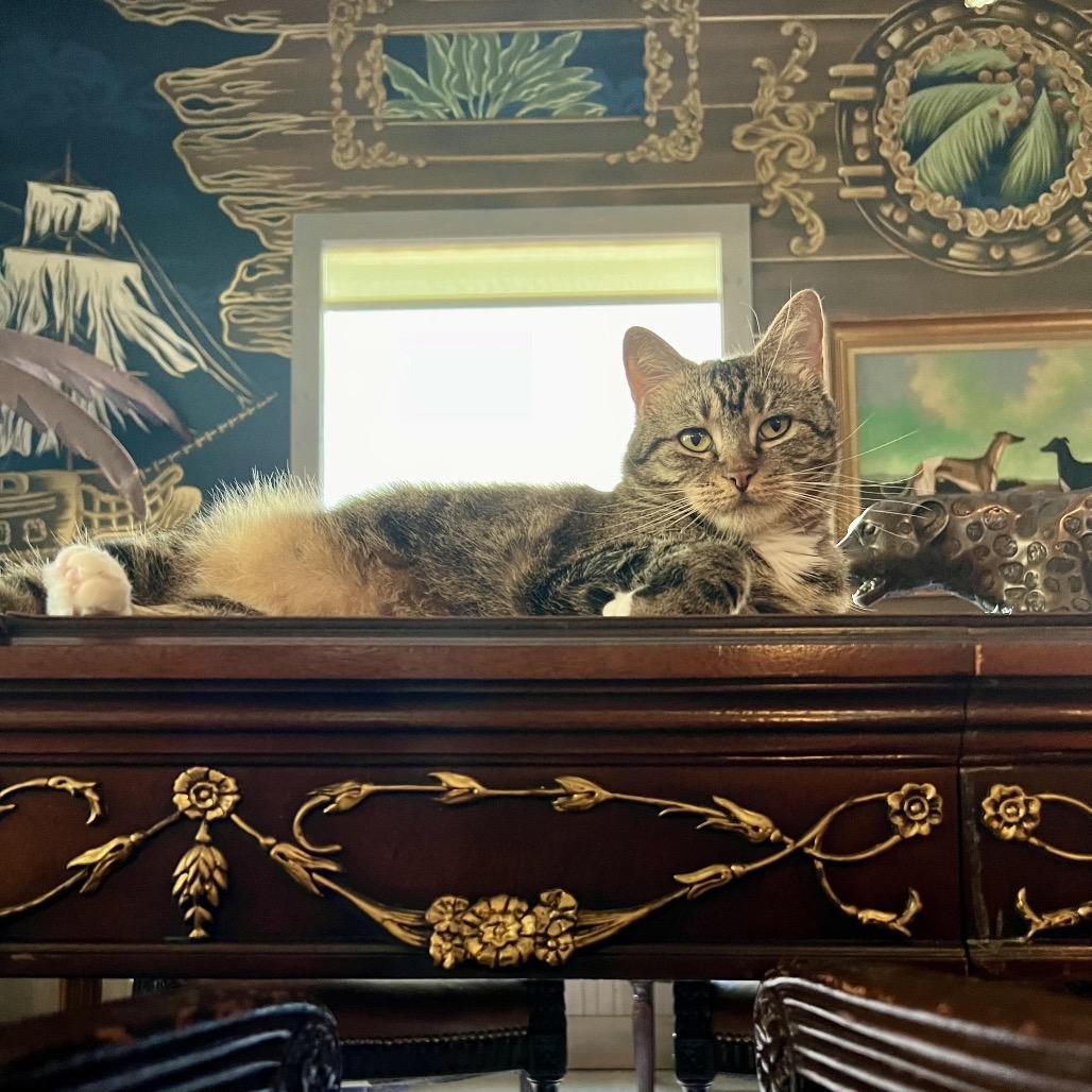 Enlarge Kitty, Queen of Sass, a Adoptable Domestic Short Hair in Juno Beach, FL image 3/5