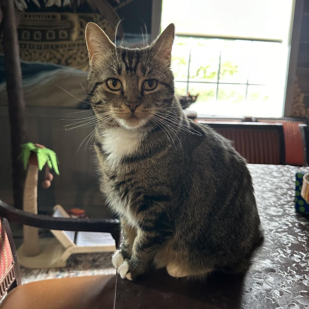 Enlarge Kitty, Queen of Sass, a Adoptable Domestic Short Hair in Juno Beach, FL image 4/5