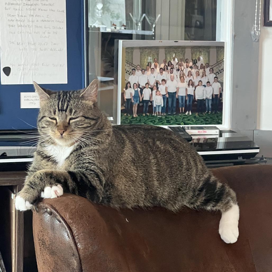 Enlarge Kitty, Queen of Sass, a Adoptable Domestic Short Hair in Juno Beach, FL image 5/5