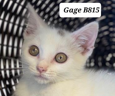 Gage, ADOPTABLE, Kitten Male Domestic Short Hair.