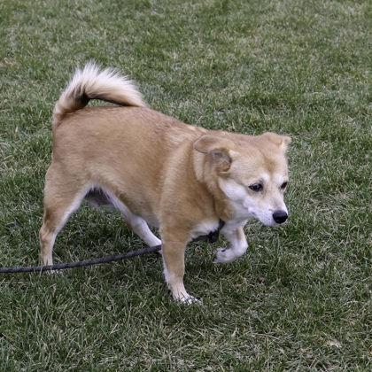 Ginny, a Adoptable mixed breed in Madison, WI image 1/3
